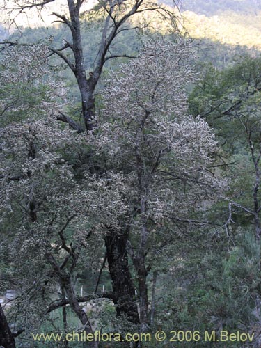 Imágen de Dasyphyllum diacanthoides (Trevo / Palo santo / Palo blanco / Tayu). Haga un clic para aumentar parte de imágen.